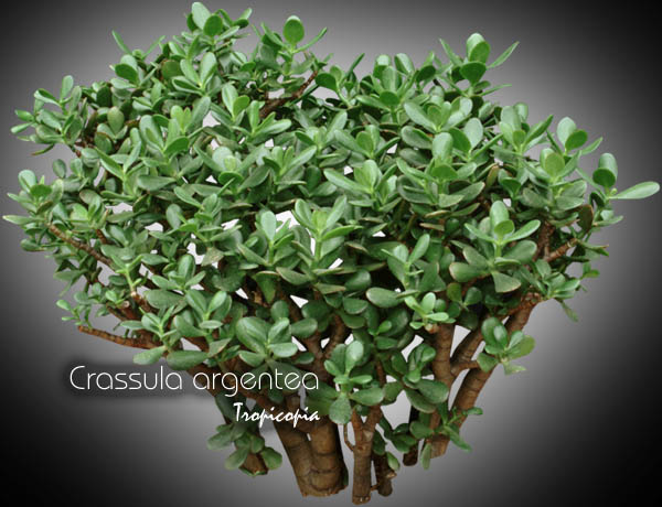 Cactus & Succulent - Crassula argentea - Jade Plant